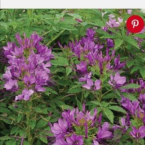 Meet your Posher, Shelly